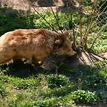 ホテル イビス バジェット エキスポ